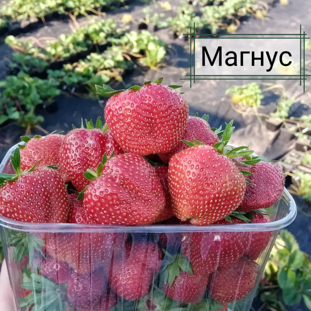 магнус Клубника "МАГНУС" (7шт.) — изображение 1