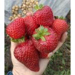 Клубника "МАГНУС" (7шт.) — изображение 3