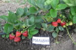 Клубника "МАЛЬВИНА" (7шт.) — изображение 3