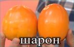 Хурма "ШАРОН" — изображение 3
