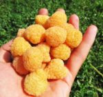 Малина "УТРЕННЯЯ РОСА" — изображение 3