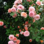 Роза «Абрахам Дерби» (Abraham Darby) — изображение 2