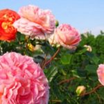 Роза «Абрахам Дерби» (Abraham Darby) — изображение 3