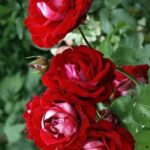 Роза "АЛЛИЛУЙЯ" — изображение 3