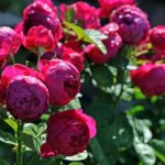 Роза "АСКОТ" — изображение 2