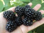 Ежевика "АСТЕРИНА" — изображение 3