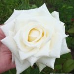 Роза "БОИНГ" — изображение 3