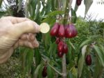 Кизил "БУТЫЛОЧНЫЙ" — изображение 3