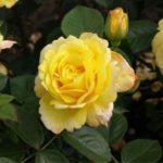 Роза "ЧАЙНАТАУН" — изображение 2