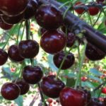 Саженцы "ЧЕРЕВИШНИ" — изображение 3