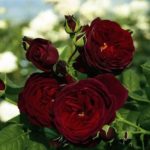 Роза "ЧЕРНАЯ КОРОЛЕВА" — изображение 3
