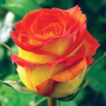 Роза "ЦИРКУС" — изображение 3