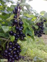 Смородина "ДОБРЫНЯ" — изображение 2