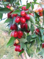 Кизил "ЕВГЕНИЯ" — изображение 3