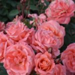 Роза "ФАВОРИТ" — изображение 2