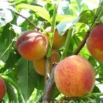 Персик "ФАВОРИТ МОРЕТТИНИ"ранний