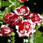 Роза "ФЛЕШ НАЙТ" — изображение 3
