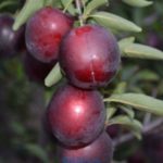 Слива "ГЕНЕРАЛЬСКАЯ" — изображение 3