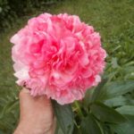 Пион "САЛМОН ГЛОРИ" — изображение 3