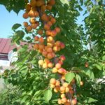 Абрикос колоновидный "ГОЛД" — изображение 2