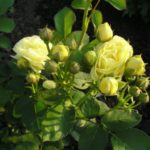 Роза "ГОЛДЕН БОРДЕР" — изображение 3
