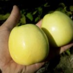 Яблоня "ГОЛДЕН ДЕЛИШЕС" — изображение 3