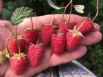 Малина "МАЛИНОВАЯ ГРЯДА" — изображение 3