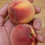 Персик "ХАРРОУ ДАЙМОНД"ранний — изображение 3