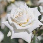 Роза "ИЛЬЗЕ КРОН СУПЕРИОР" — изображение 2