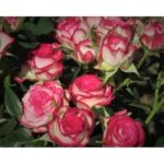 Роза "ИМАРА" — изображение 2