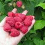 Малина "ИМАРА" — изображение 3
