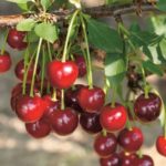 Вишня "ИЗОБИЛЬНАЯ" — изображение 2