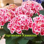 Гортензия "КАМИЛЛА" (Camilla) — изображение 2