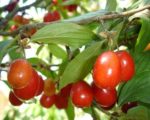 Кизил "КОРАЛЛОВЫЙ" — изображение 2