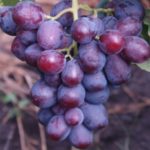 Виноград "КАРДИНАЛ" — изображение 3