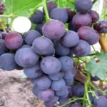 Виноград "КАРДИНАЛ" — изображение 2