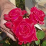 Роза "КАРДИНАЛ 85" — изображение 3