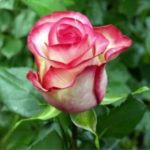 Роза "КАРУСЕЛЬ" — изображение 3