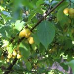 Кизил "АЛЁША" — изображение 3