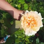 Роза "КОМТЕССА" — изображение 3