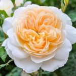 Роза "КРОКУС РОУЗ" — изображение 3