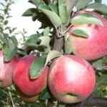 Яблоня "КУБАНСКОЕ БАГРЯНОЕ" — изображение 2