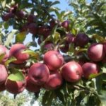 Яблоня "КУБАНСКОЕ БАГРЯНОЕ" — изображение 3