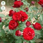Роза "ЛАВАГЛУТ" — изображение 3