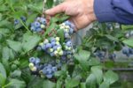 Голубика "ЛИБЕРТИ" — изображение 3