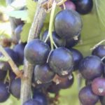 Смородина "ЛЮЧИЯ" — изображение 2