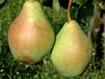Груша "МАРИЯ" — изображение 2