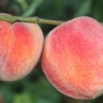 Персик "МАРИЯ БЬЯНКА" среднеспелый — изображение 2