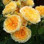 Роза "МОЛИНЬЮ" — изображение 2