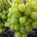 Виноград "МОНАРХ" — изображение 3